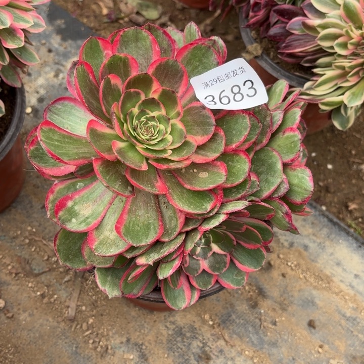 粉花妖多肉法师3683