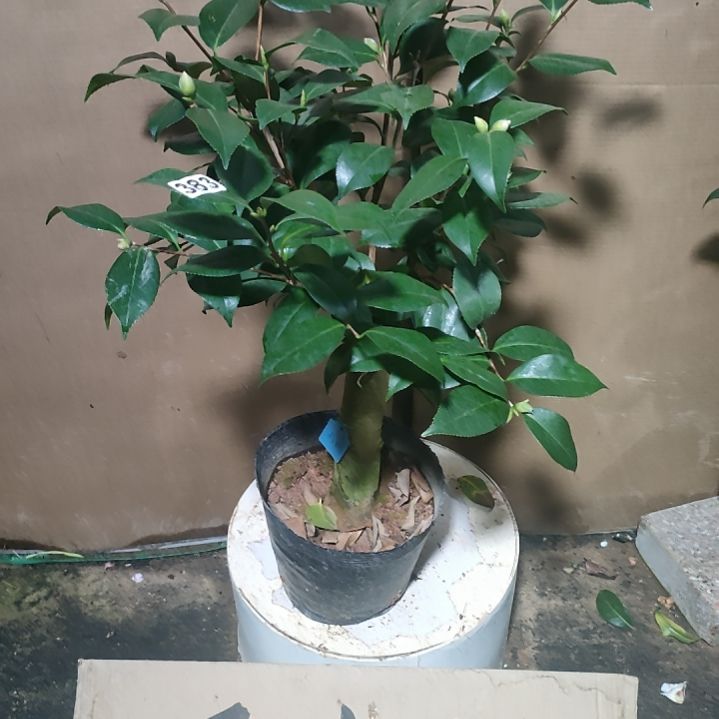 383酒中花，原盆原土发货，不包邮