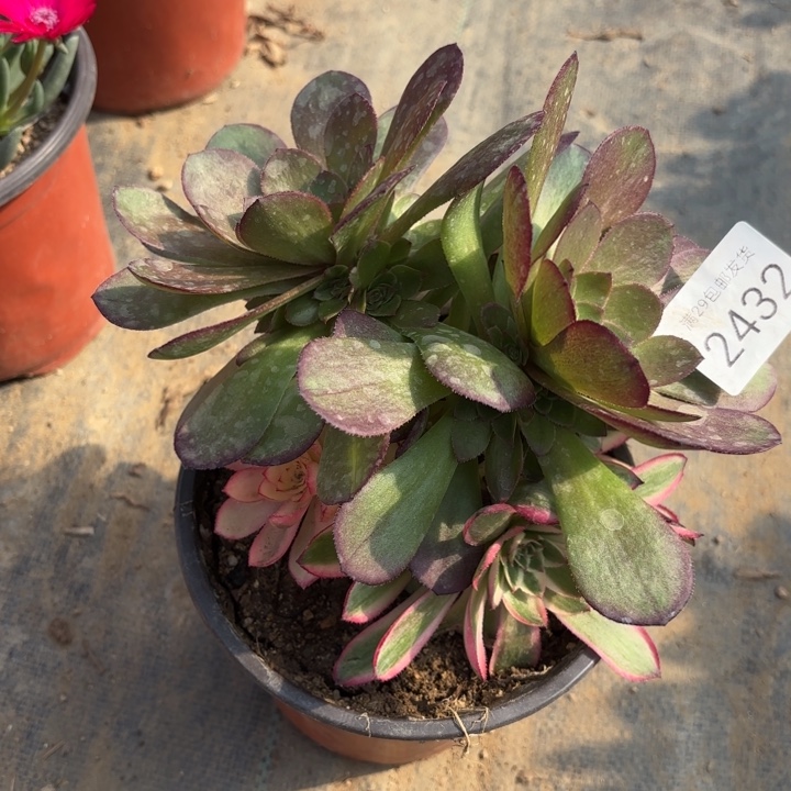 倾城阴阳多肉法师2432