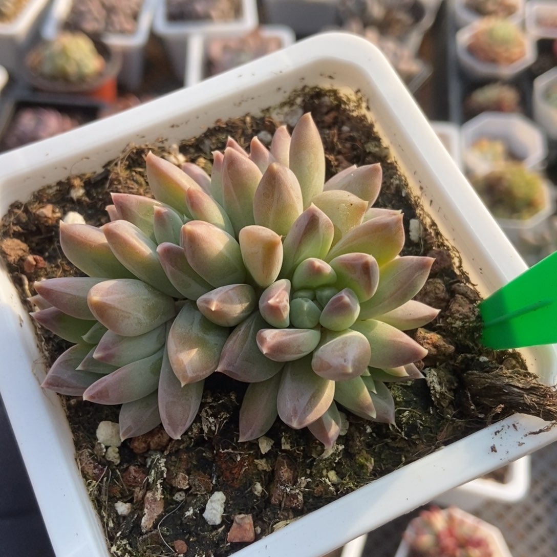 671牧斯美人多肉植物保护