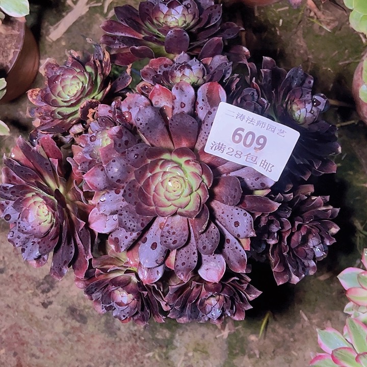 609黑魔多肉老桩2号棚