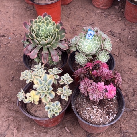 190多肉植物组合，