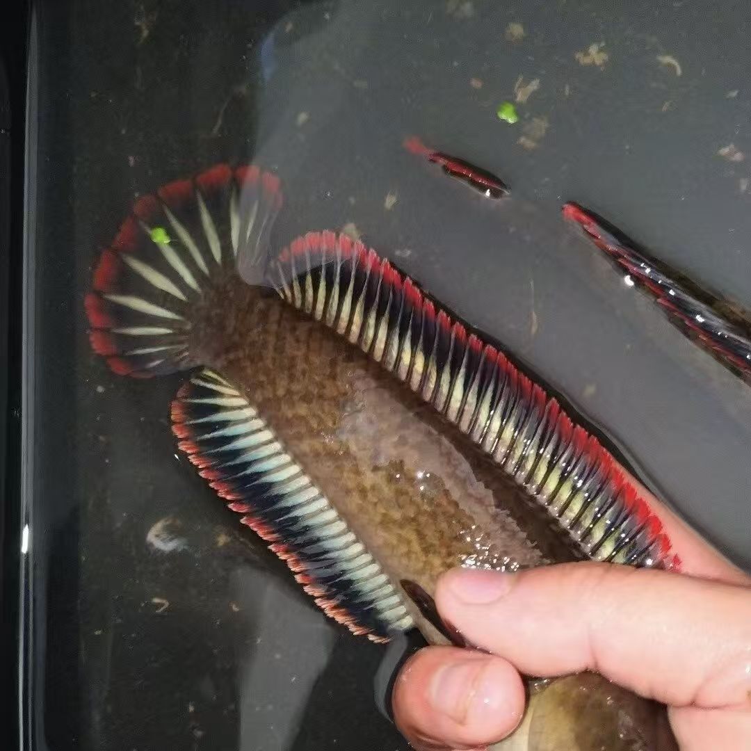 精品彩虹南鳢雷龙鱼七彩淡水凶猛活体冷水鱼鱼好养耐寒小鱼
