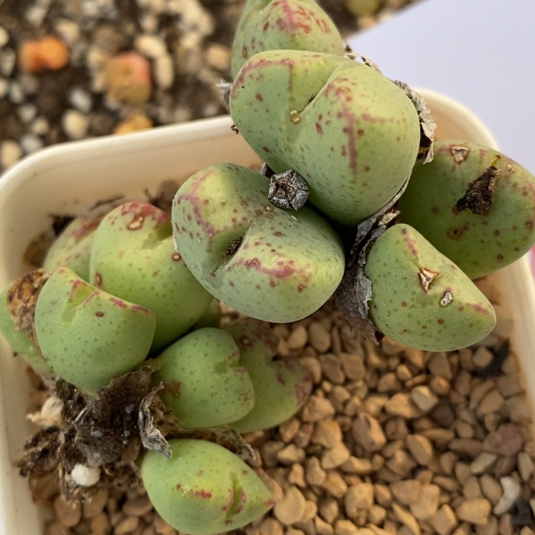 1080两颗少将群一组