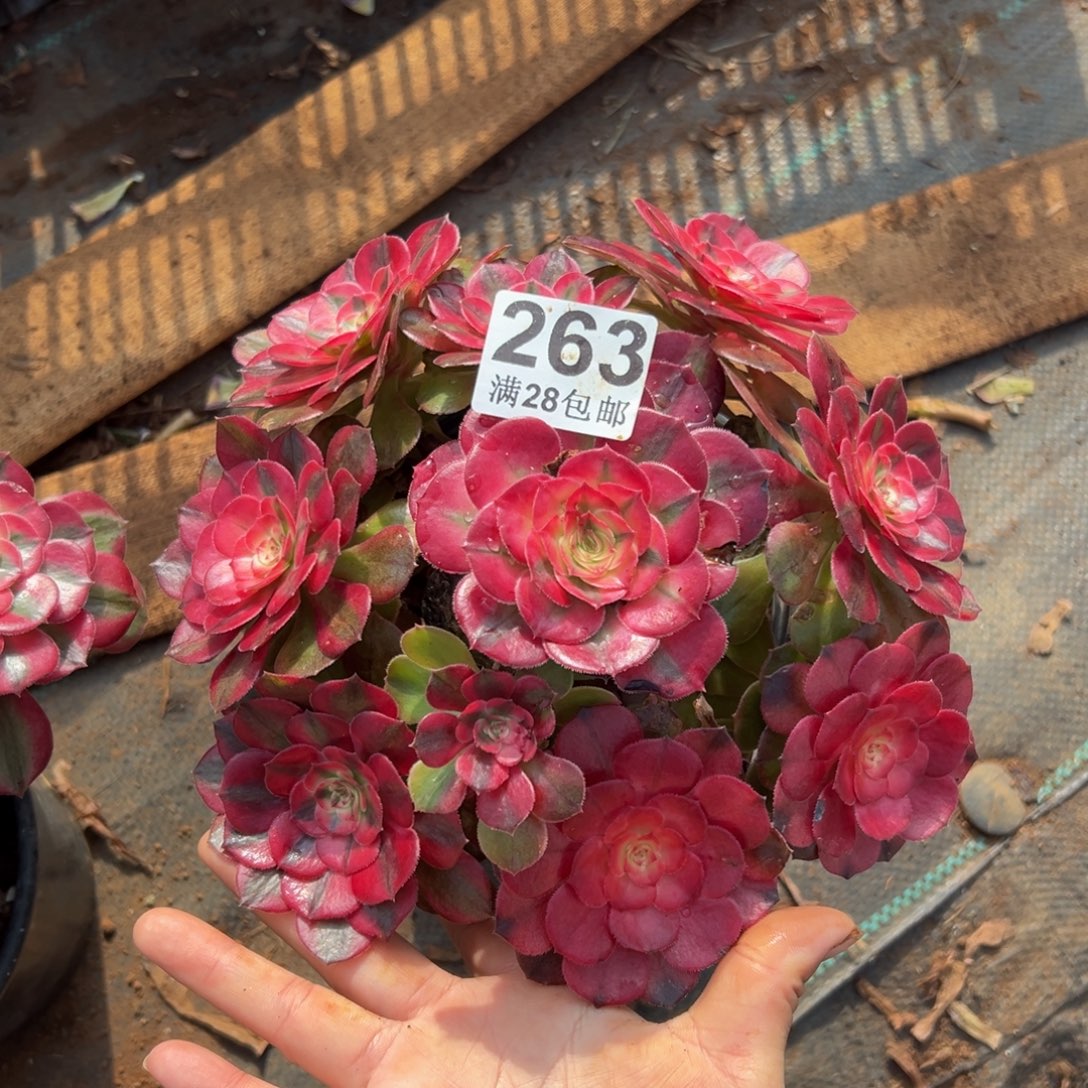 多肉植物263荔枝有叶伤