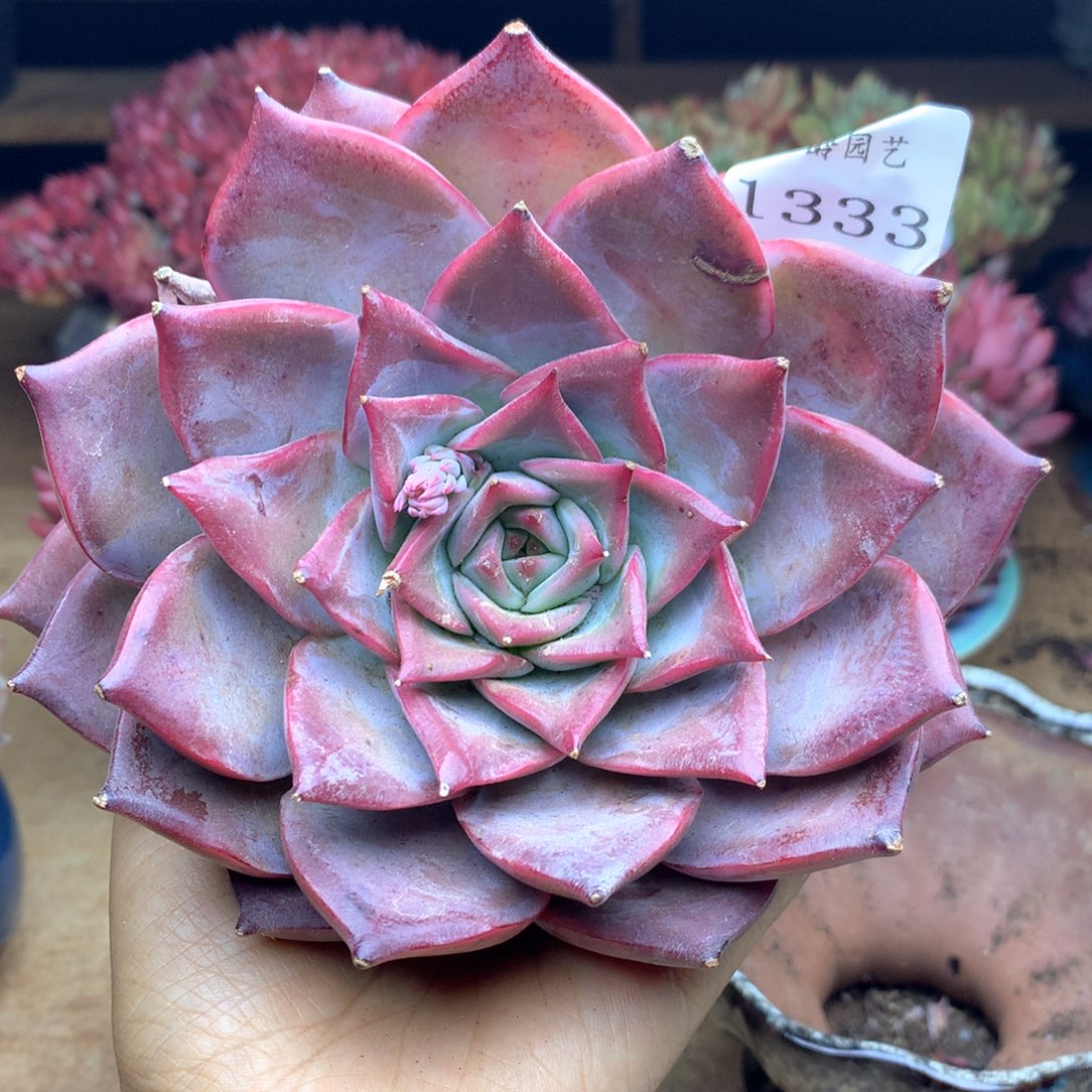 张*然1333瑕疵特价清