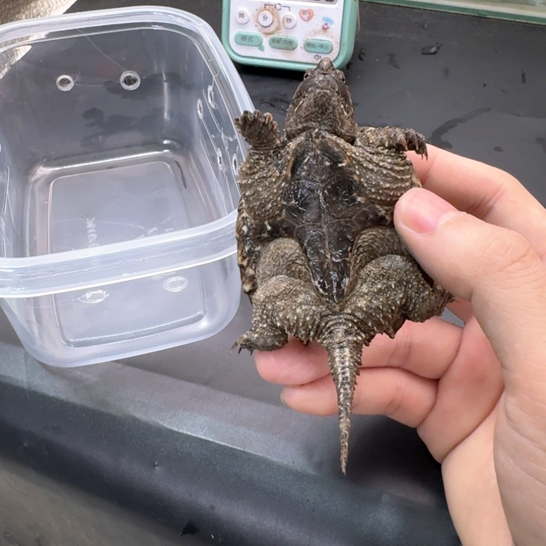 宠物龟不分公母111