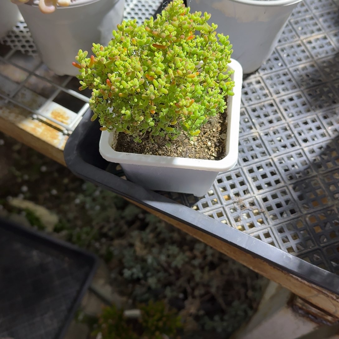 蜜桔糖球多肉植物