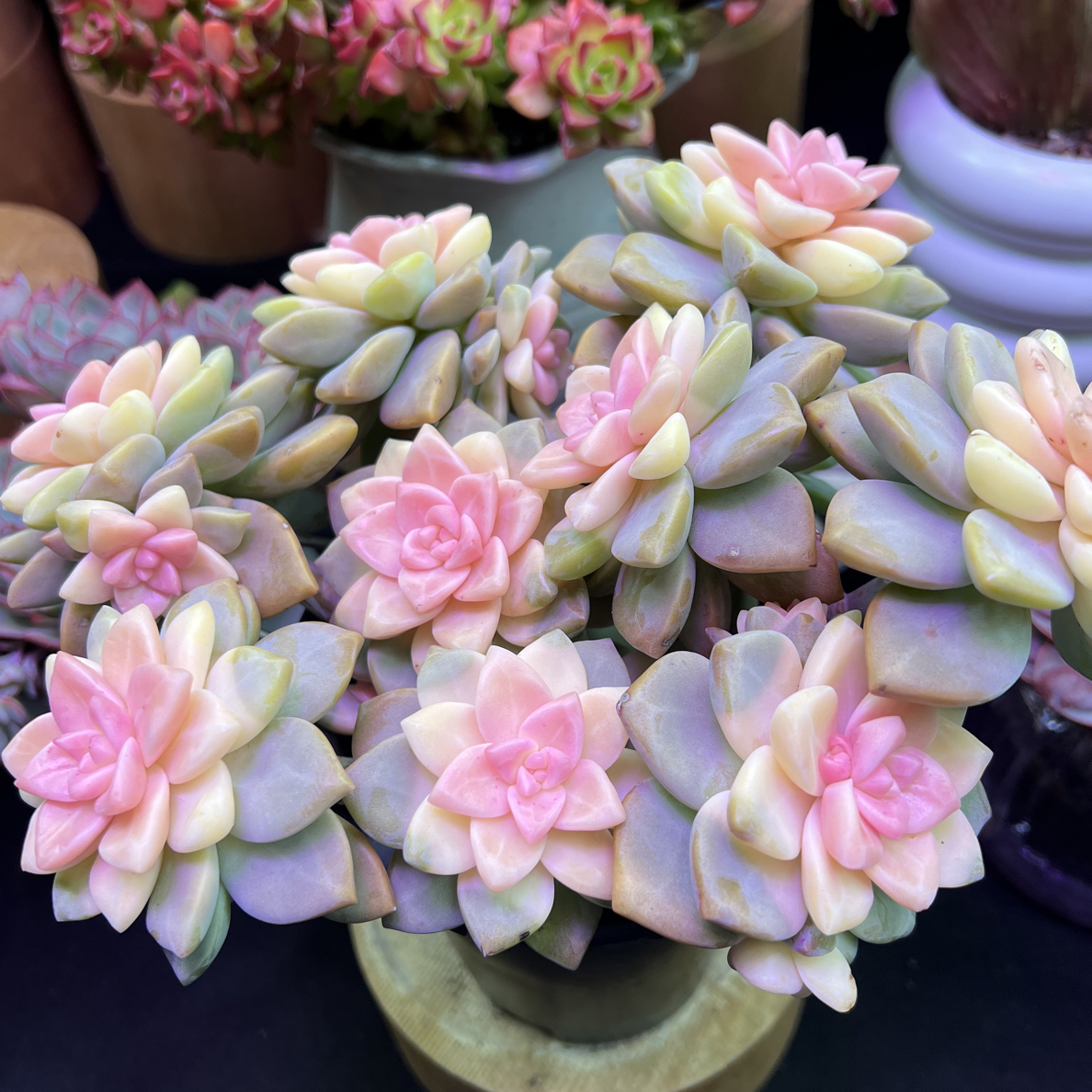 粉樱花多肉  带盆 多肉植物