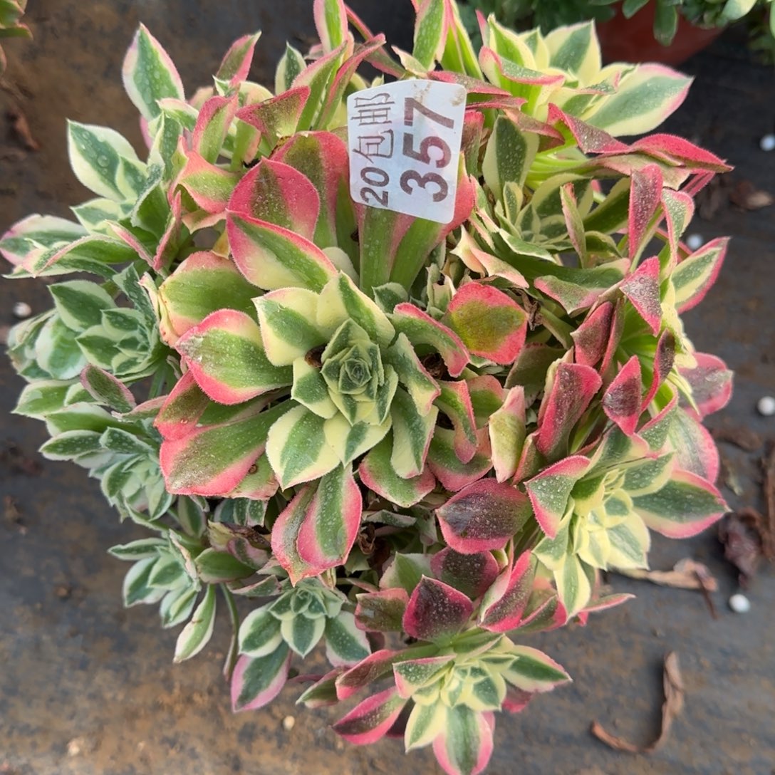 白凤357满20包邮断枝不包