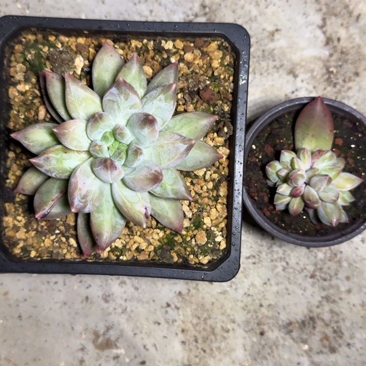 美人杂交 一物一拍