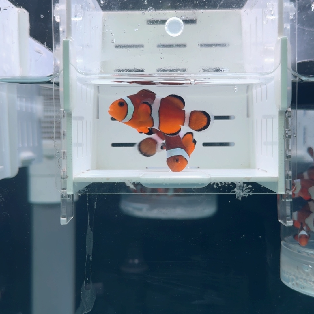海水鱼5+配4.5黑边公子一对
