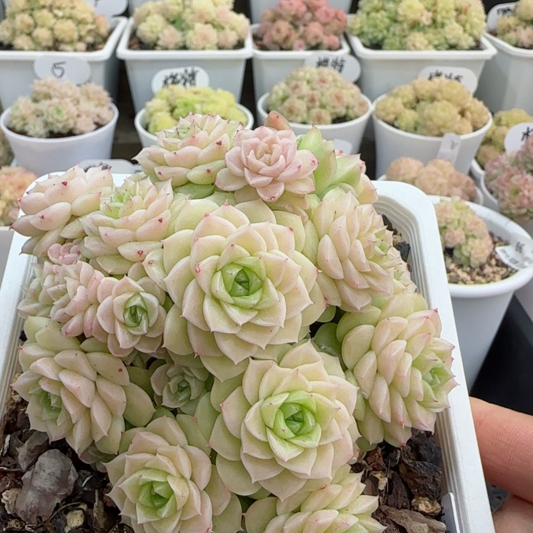 【闪购商品】0306-67（玉透优选麦杆母本）