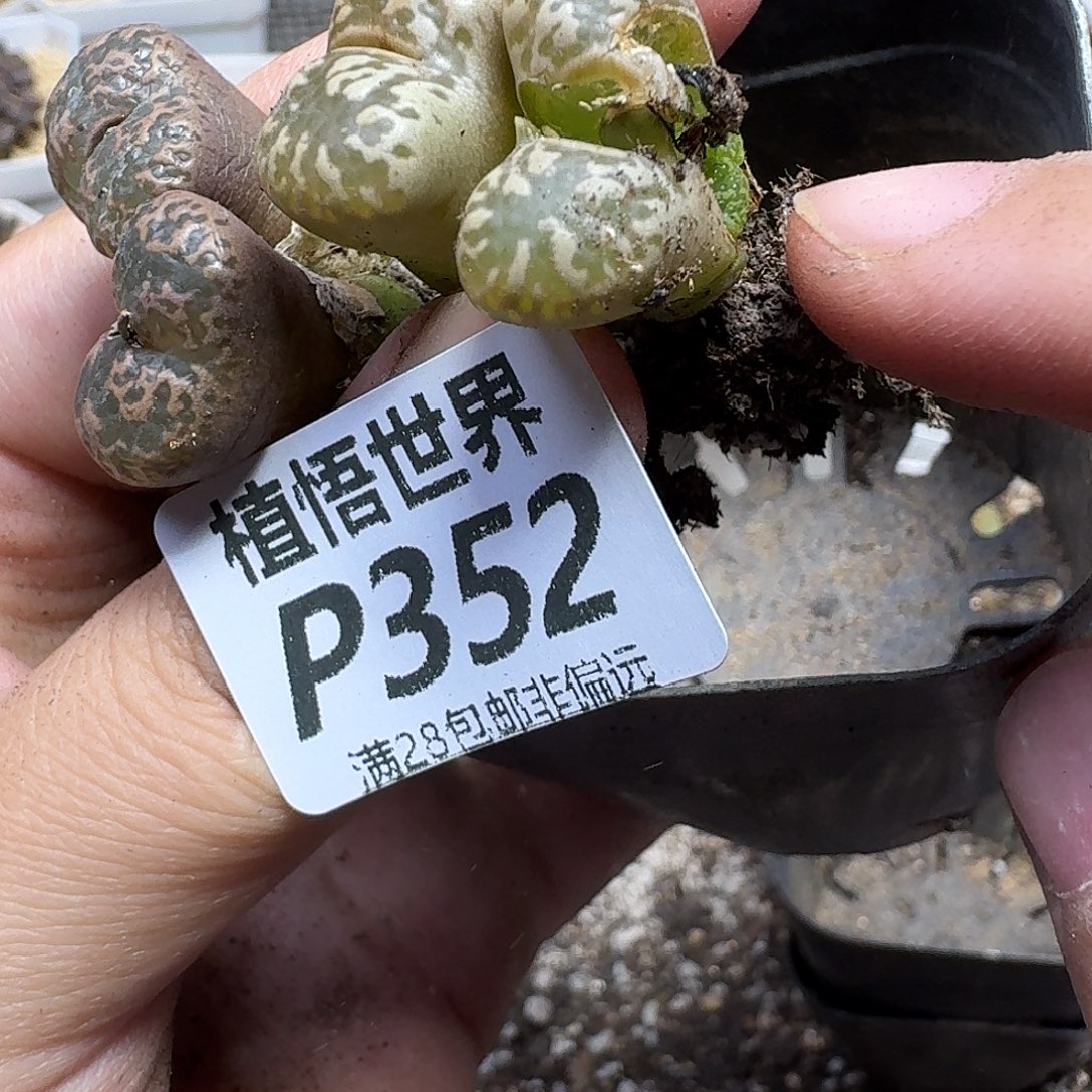 的W的润泽发工资gbnn