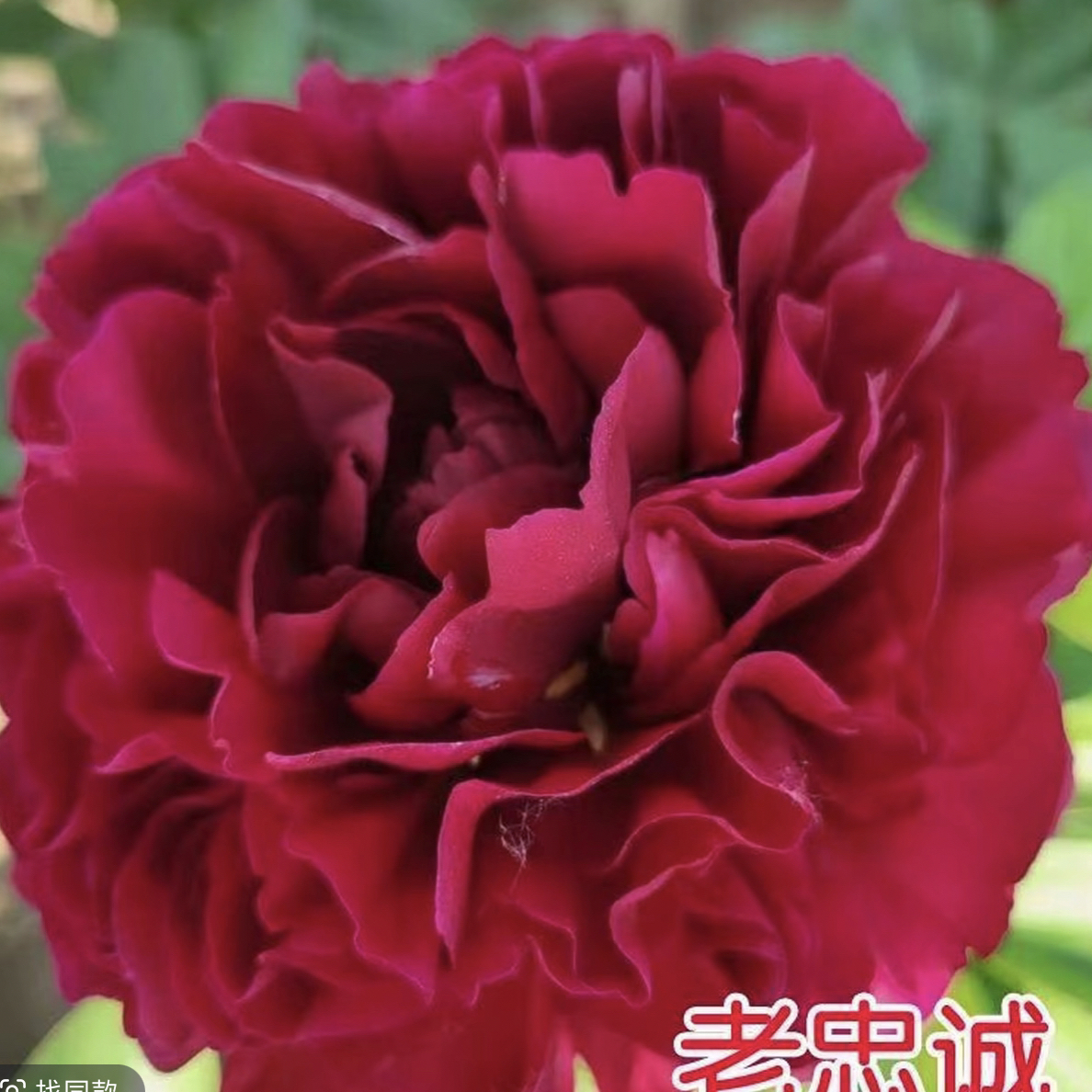 菏泽大花芍药品种（老忠诚2-3芽）
