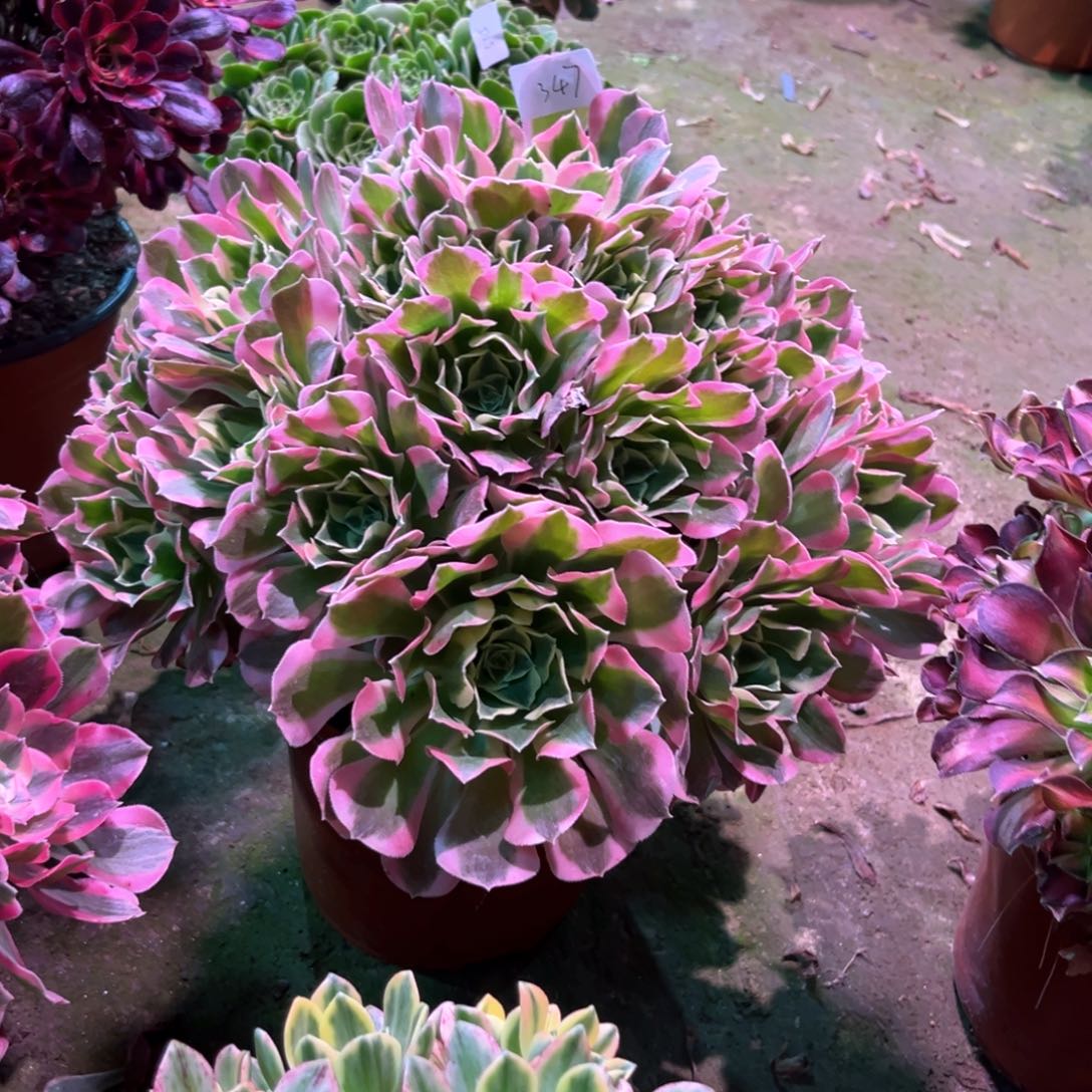 多肉植物白凤347