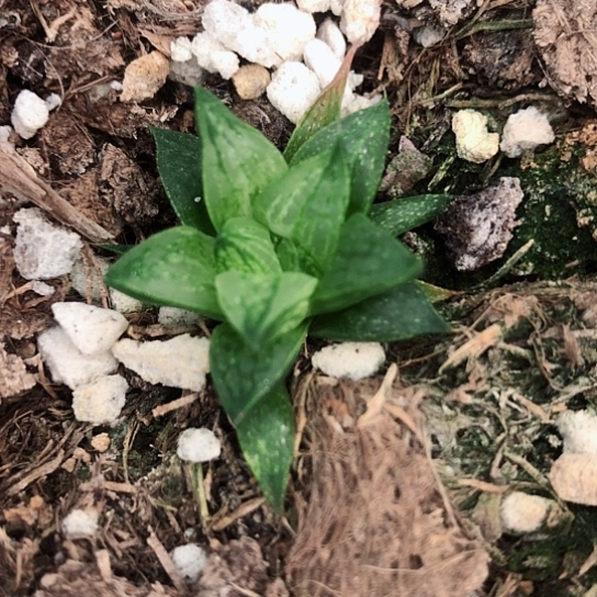 王*茂原始冰沙糖锦多肉