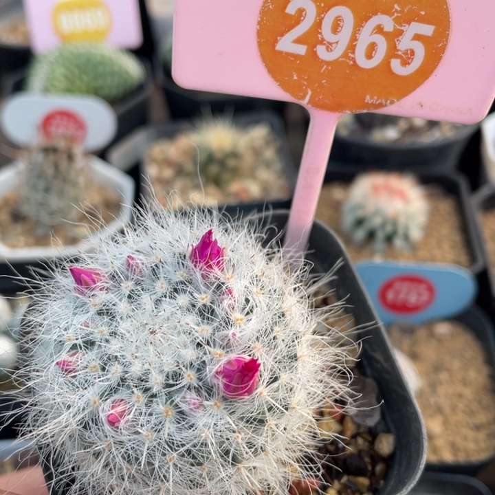 实生穴源玉源296500000