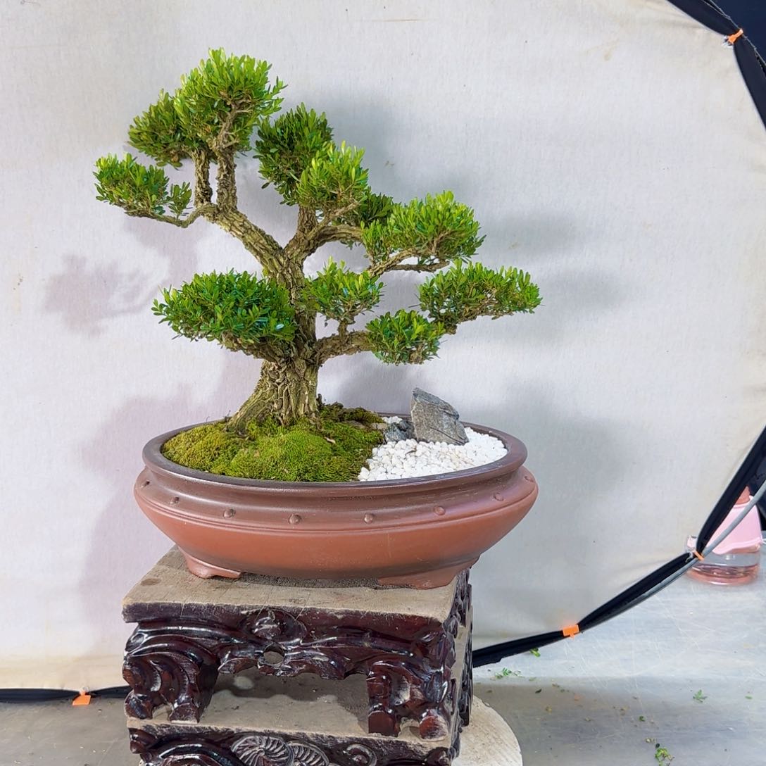 高端皱皮黄杨盆景