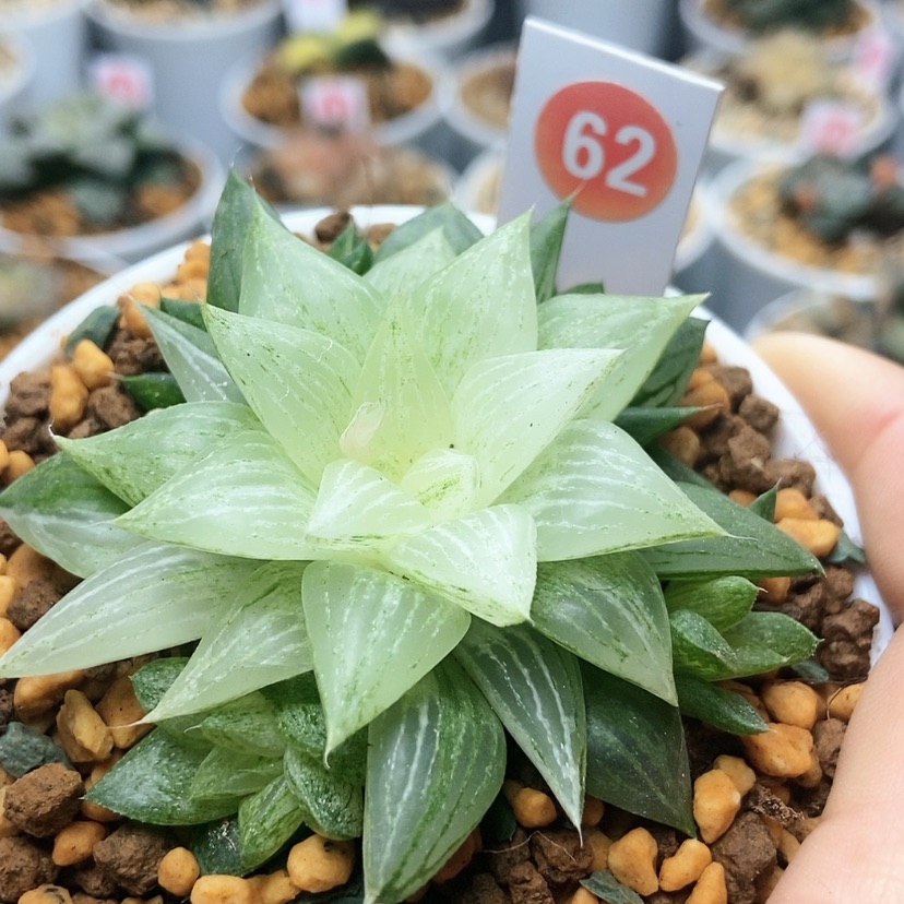 【闪购商品】62元祖冰沙糖锦