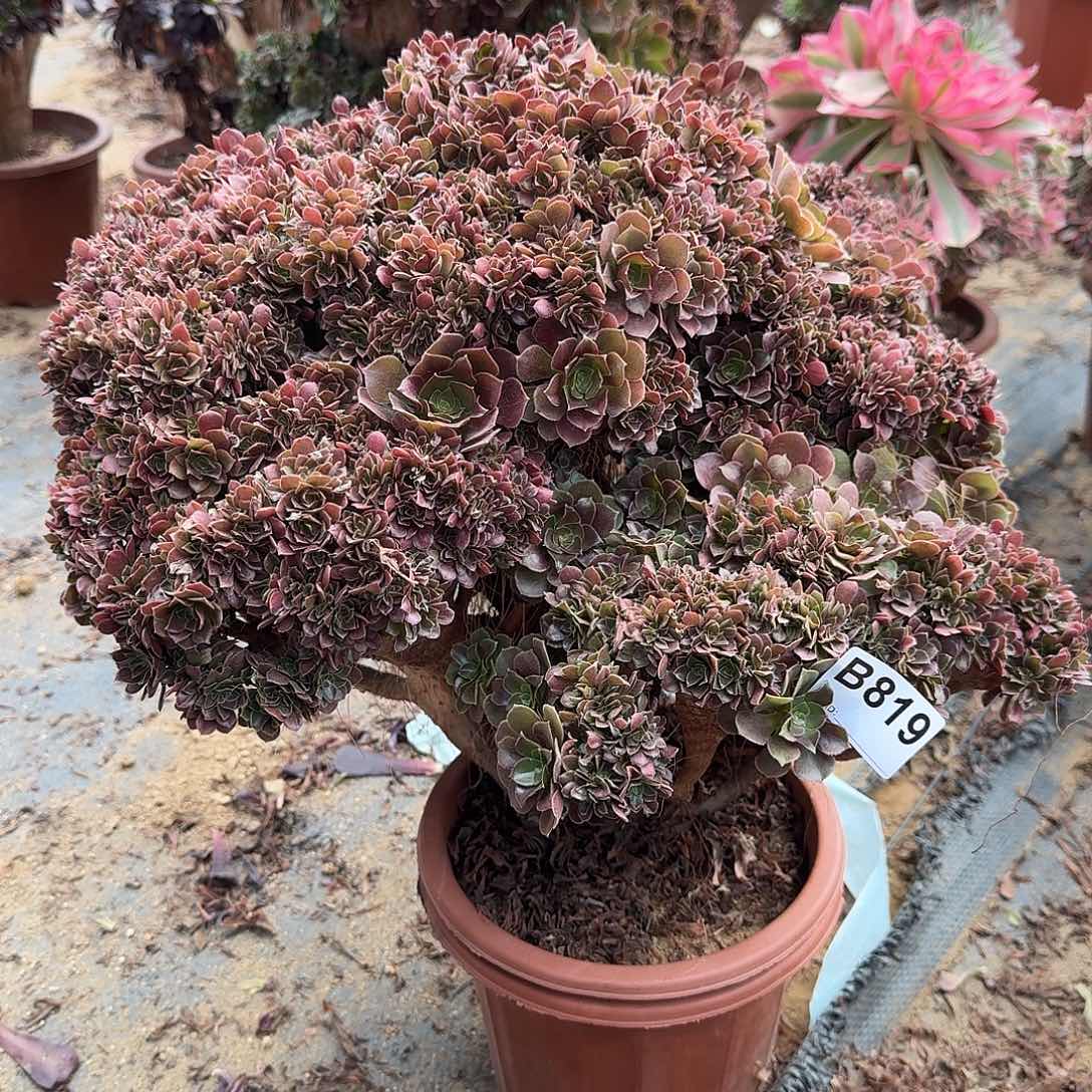 819火玫瑰朵朵一颗有伤