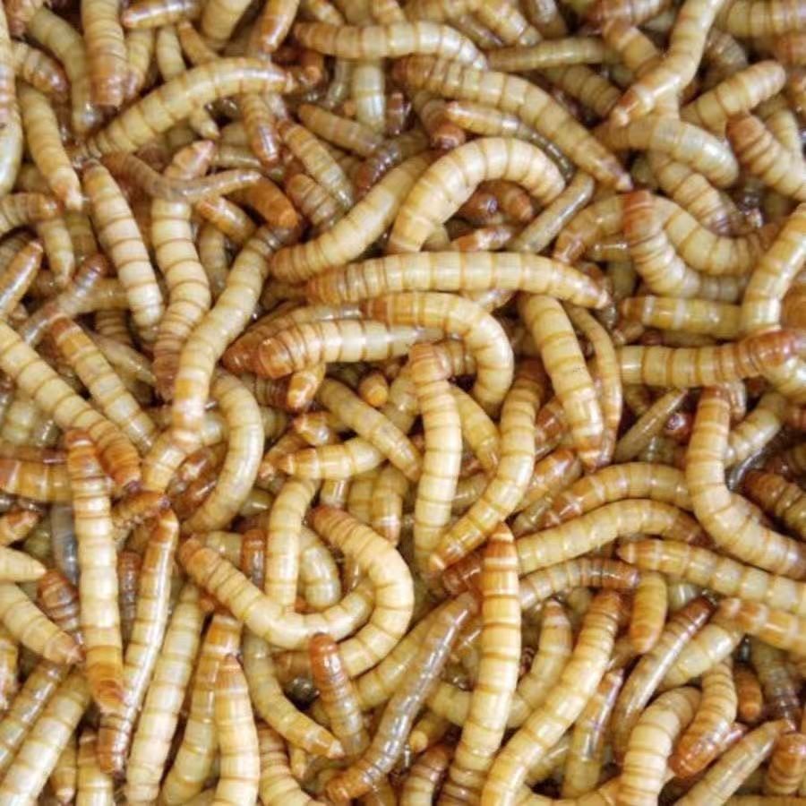 【种虫】面包虫活体黄粉虫可培育种虫水仙子