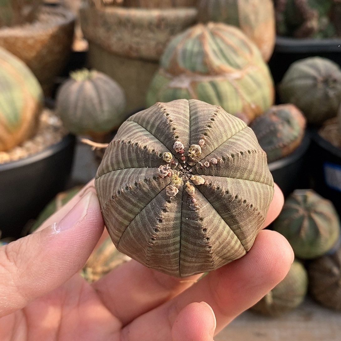 欧系实生布纹球多肉植物