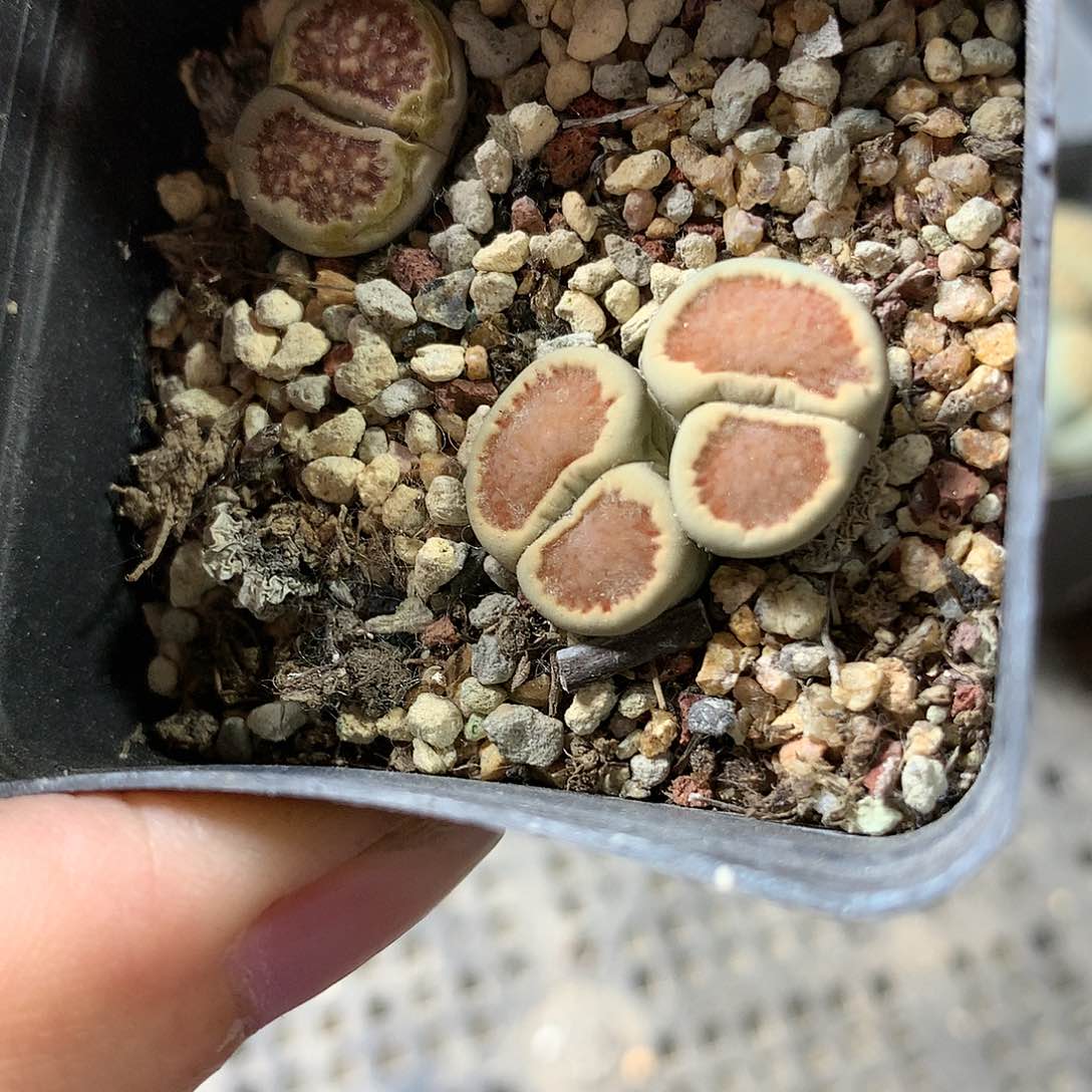 A479多肉植物保护