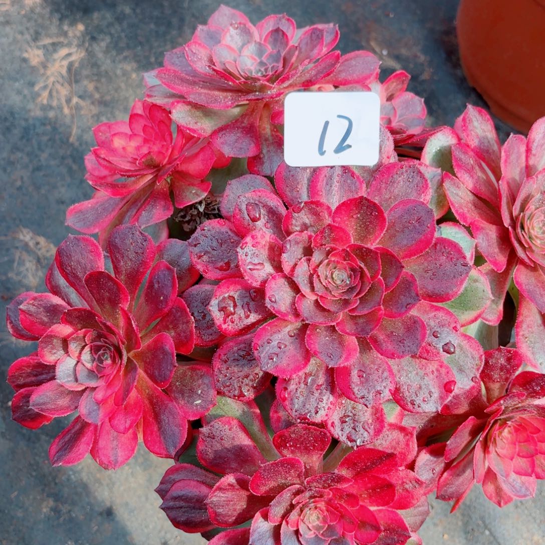 一物一拍多肉法师12