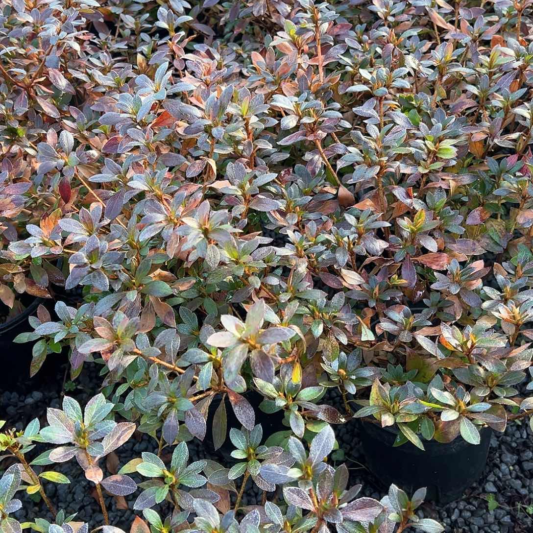 无花朵盆景皋月杜鹃黑红之月