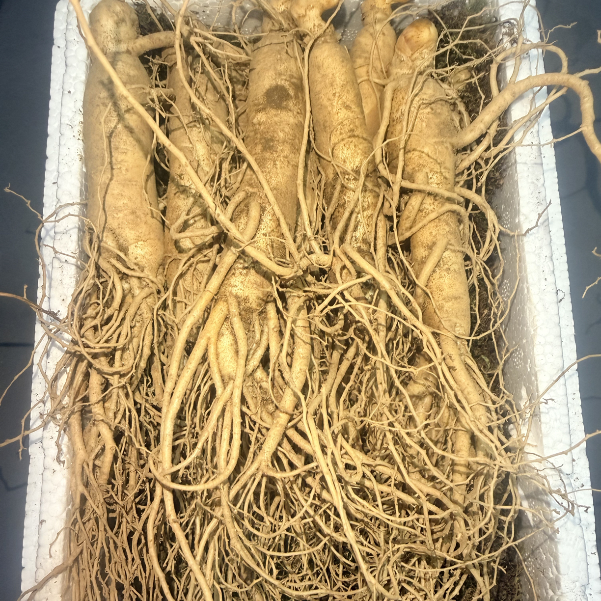 单支20-25g长白山新鲜现挖现采适合煲汤泡酒滋补营养东北特产