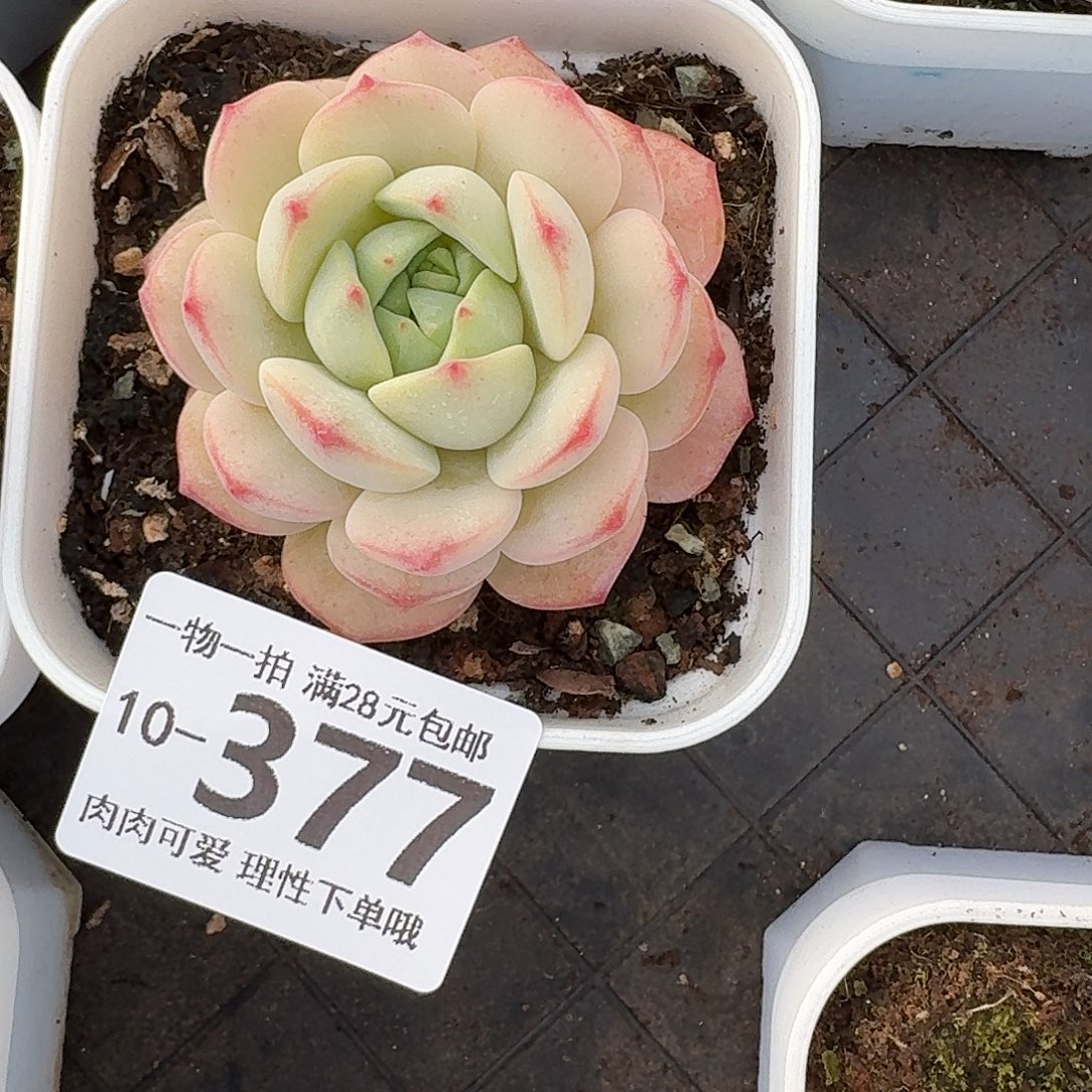 白底香草无盆土发货无盆
