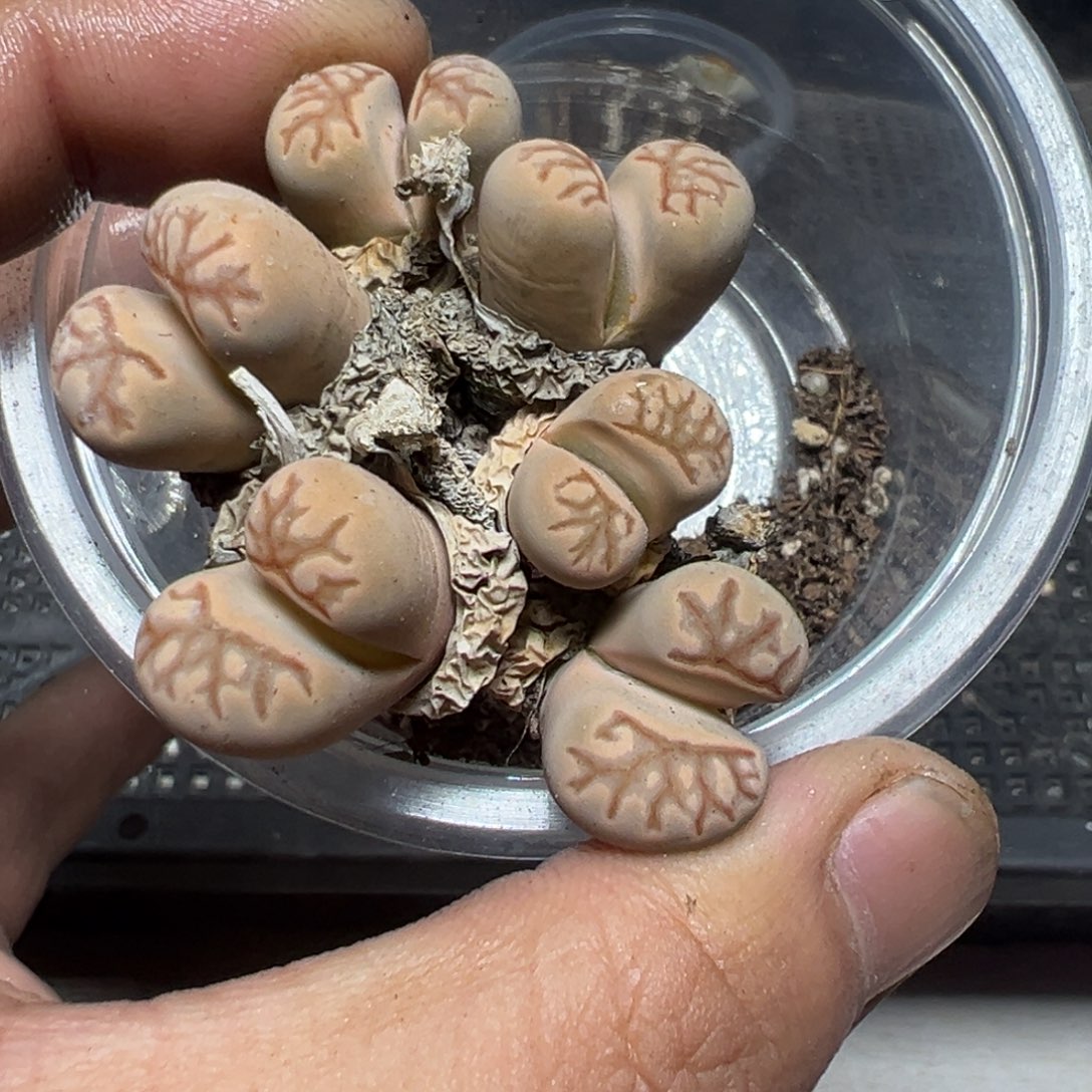 【闪购商品】 1088。    