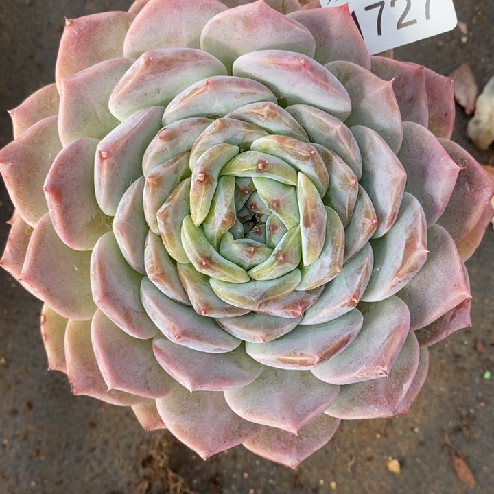 1727杂交老桩基地～12厘米