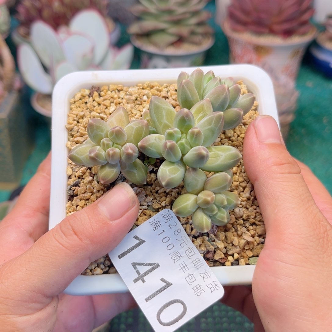 大1410:？xbvbbbbbb