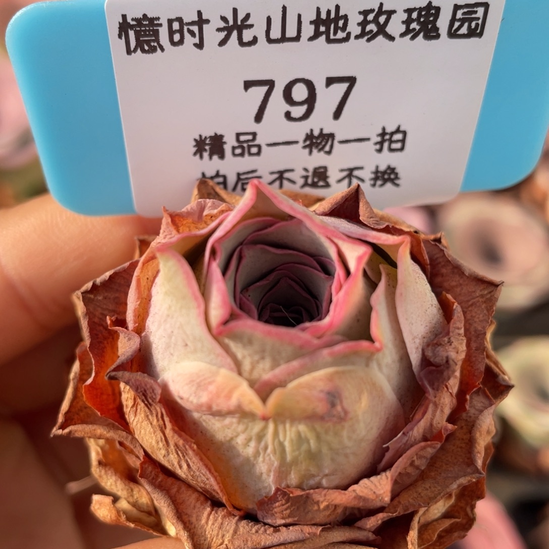 山地玫瑰797裸根发货不售后