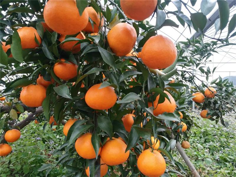 柑橘盆栽地栽南北方一物一拍绿植扣收件人后四位