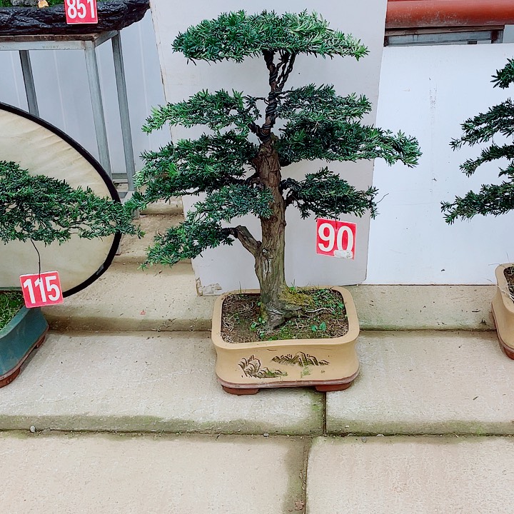 无花朵罗汉松盆景艺术的
