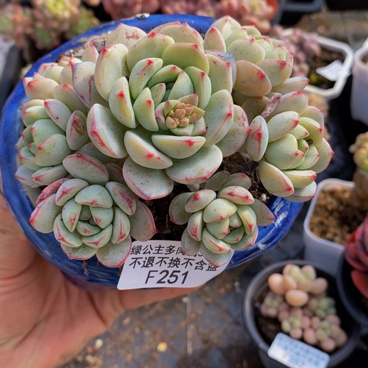 香草群10cm251多肉植物