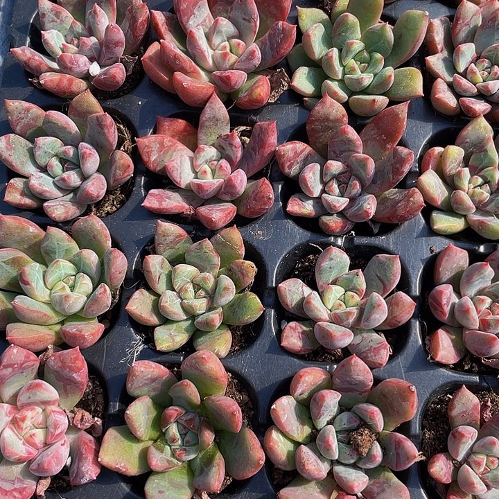 小血滴子1元带土发货