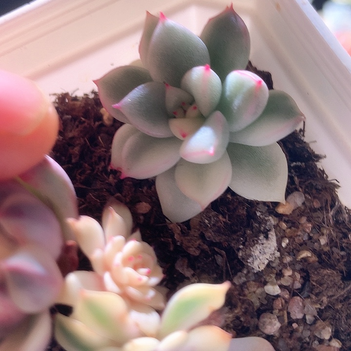 八戒白覆轮锦有根