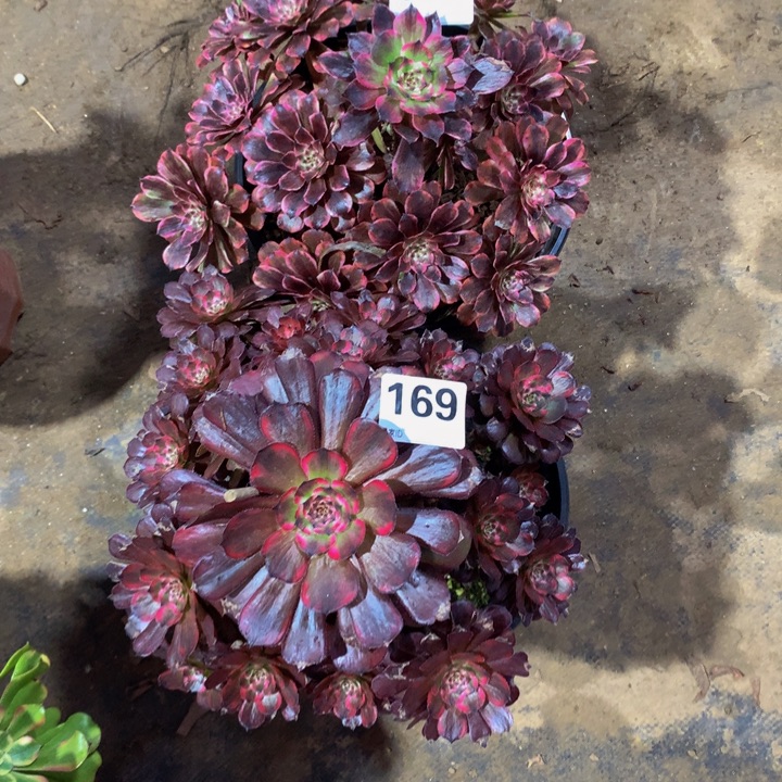 佳***奶无花朵166 169000000