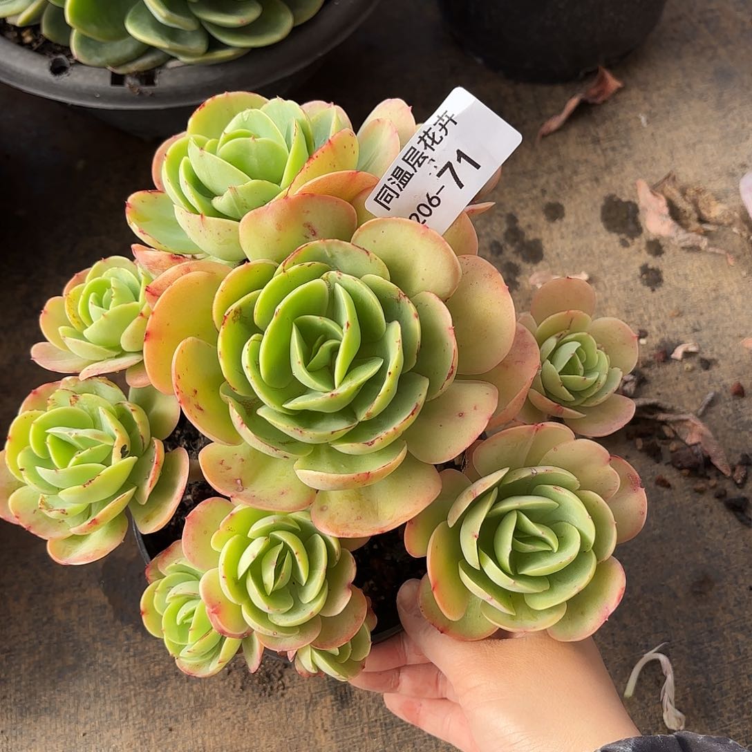 同温层多肉碧桃71