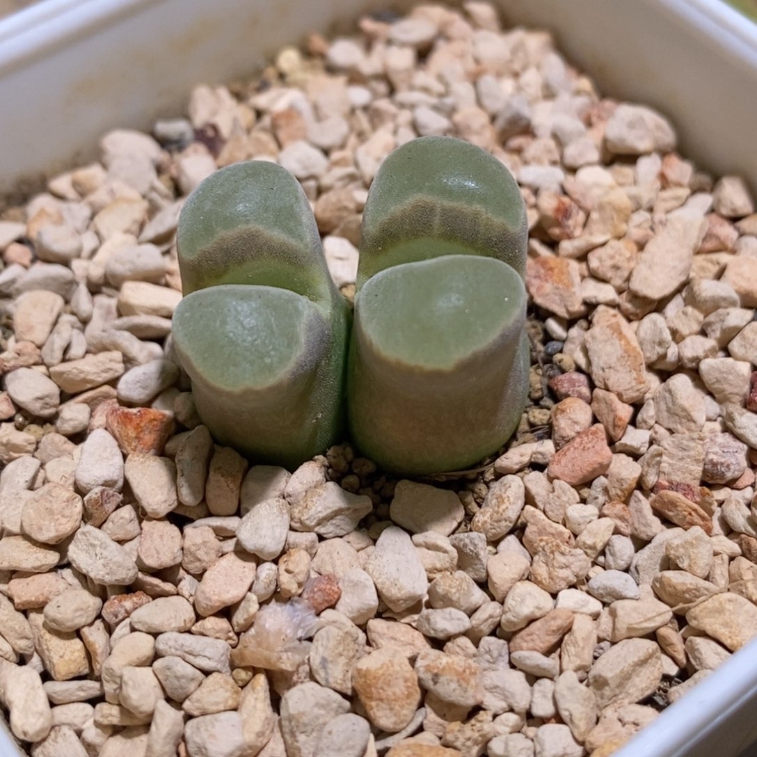 1802.83/ 双头仙仙滴风灵