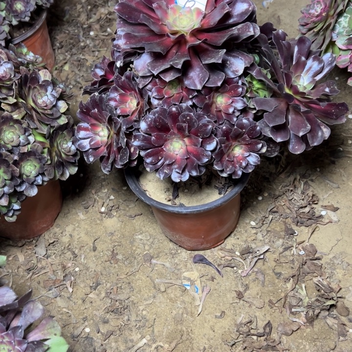 多肉植物花娜法师6