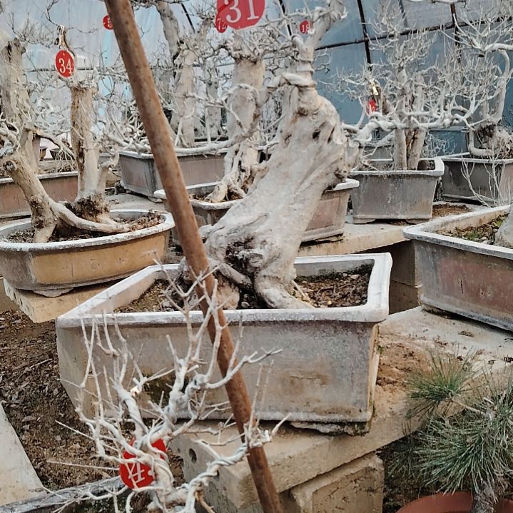 完全开放石榴盆景