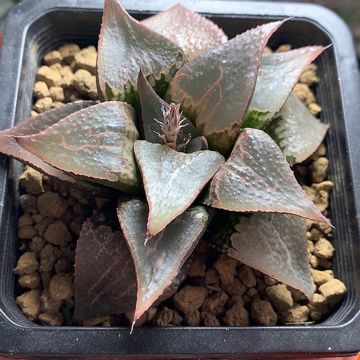 酒吞童子一物一拍带盆