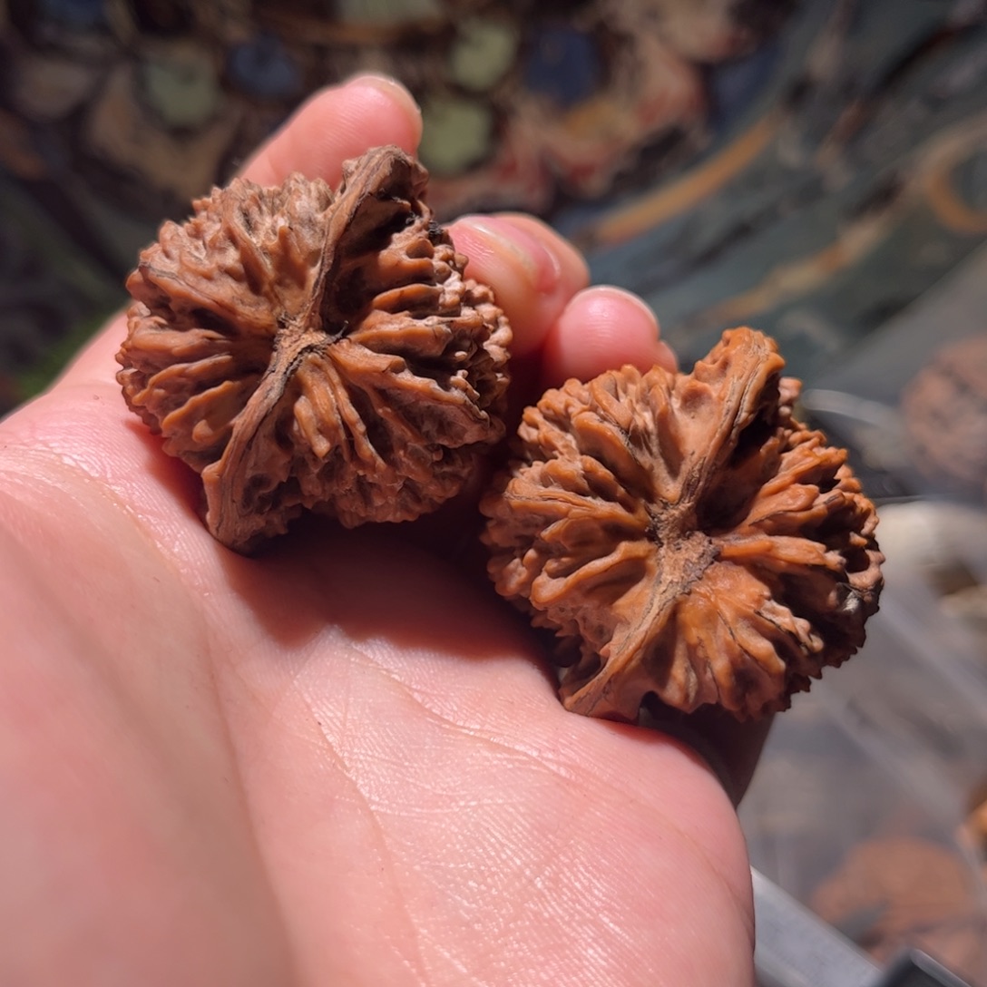 ****予木质43满天星狮子头