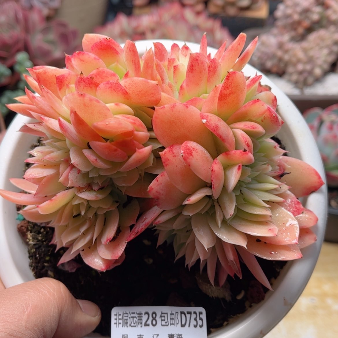 【闪购商品】735星娜塔优选缀