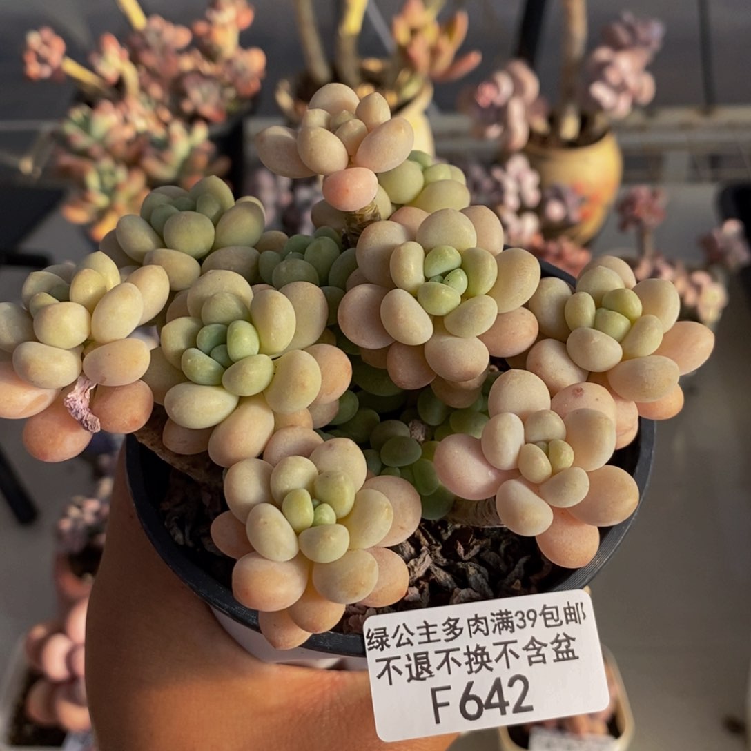 642洛可可多肉轻微掉叶